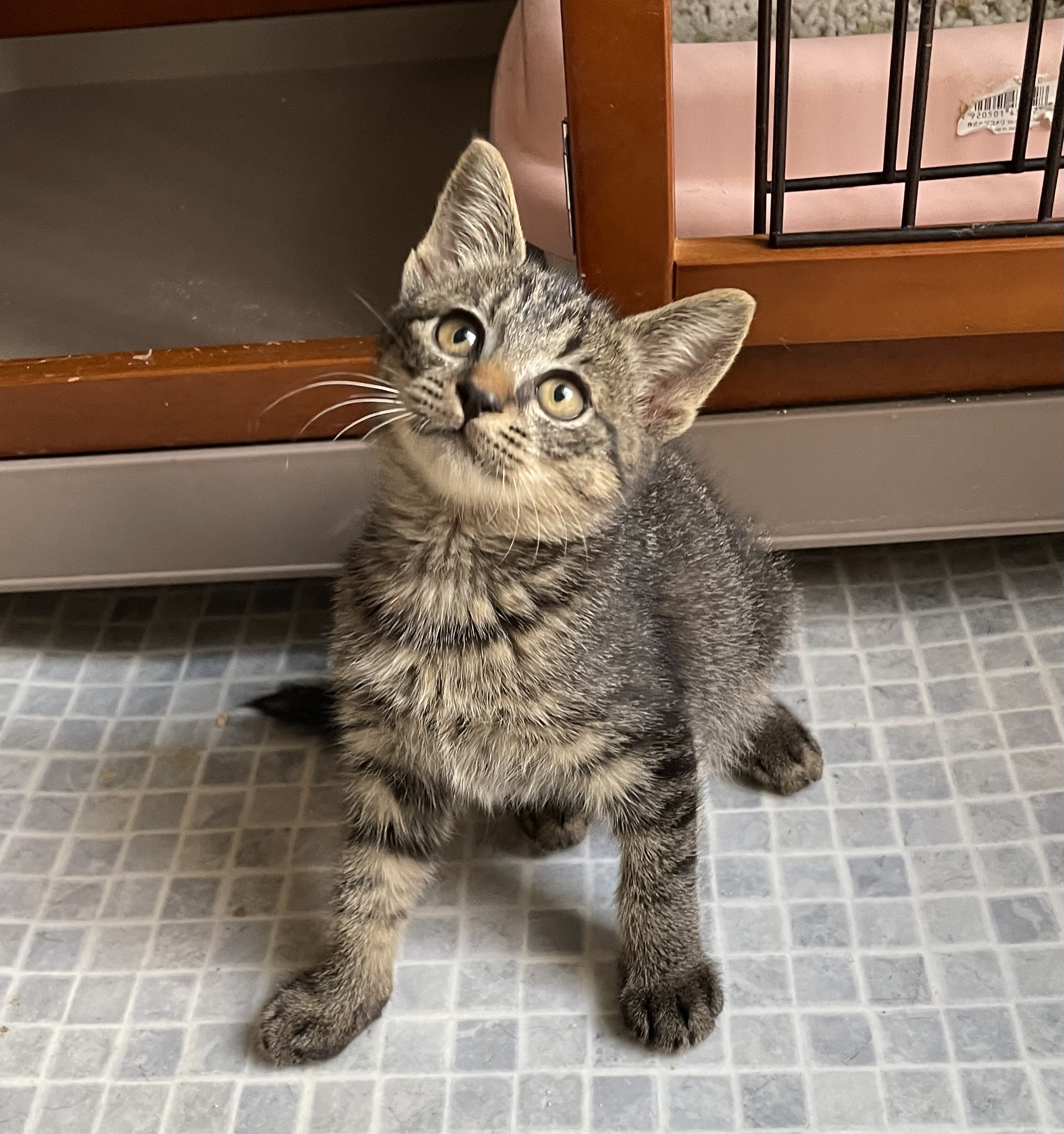 元気で可愛いキジトラ女の子