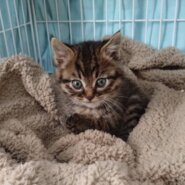 まんまるかわいい1ヶ月半の「パブロンくん」