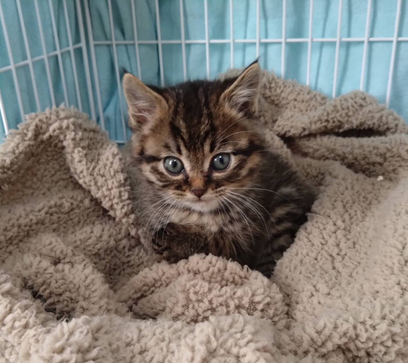 まんまるかわいい1ヶ月半の「パブロンくん」