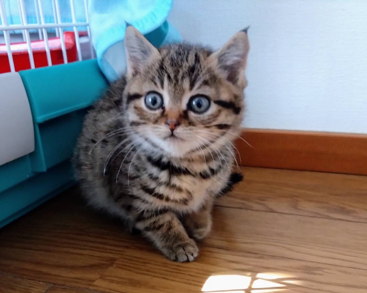 ふわふわかわいい1ヶ月半の「ルルちゃん」