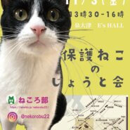 保護ねこの譲渡会