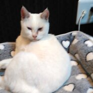 【避妊済】とても人懐こい白猫みーちゃん