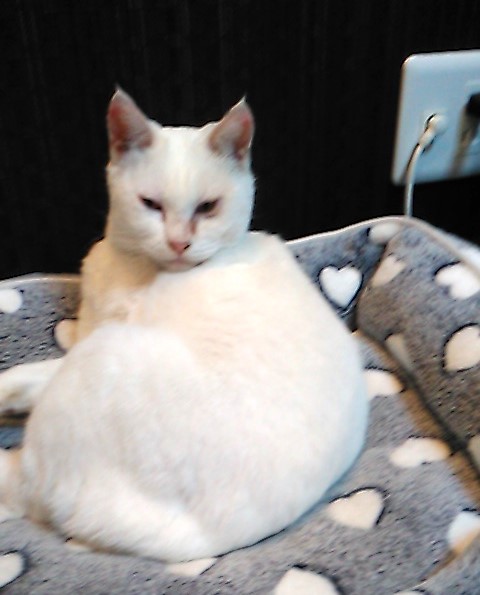 【避妊済】とても人懐こい白猫みーちゃん