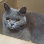 おとなしくかわいいブリティッシュショートヘアー