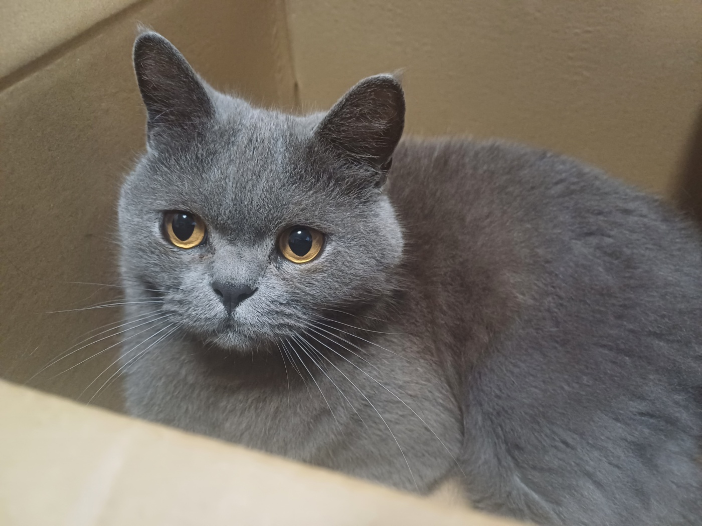 おとなしくかわいいブリティッシュショートヘアー