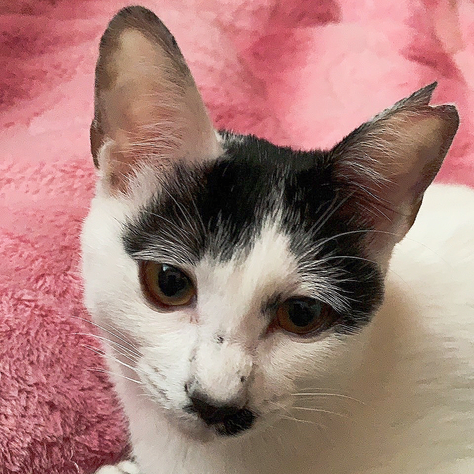 白黒ぶち(鼻黒)♬ポポちゃん(♀)