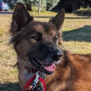 シェパード系MIXの女の子☆さやかちゃん