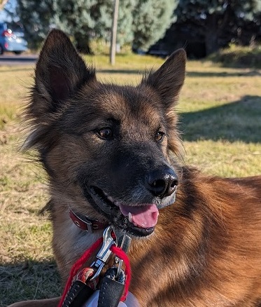 シェパード系MIXの女の子☆さやかちゃん