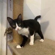 【譲渡決定】パンダ：よく鳴くやんちゃな男の子！