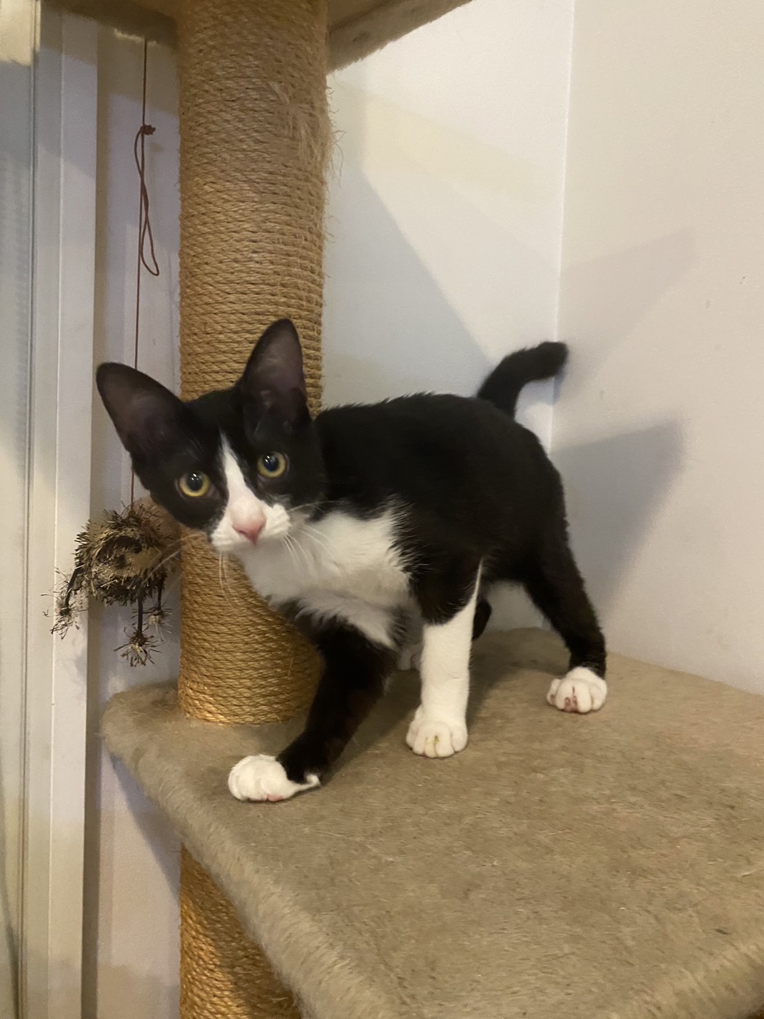 【譲渡決定】パンダ：よく鳴くやんちゃな男の子！