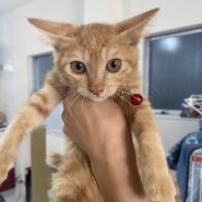 【譲渡決定】ドリーム：三兄妹で保護された茶トラの女の子