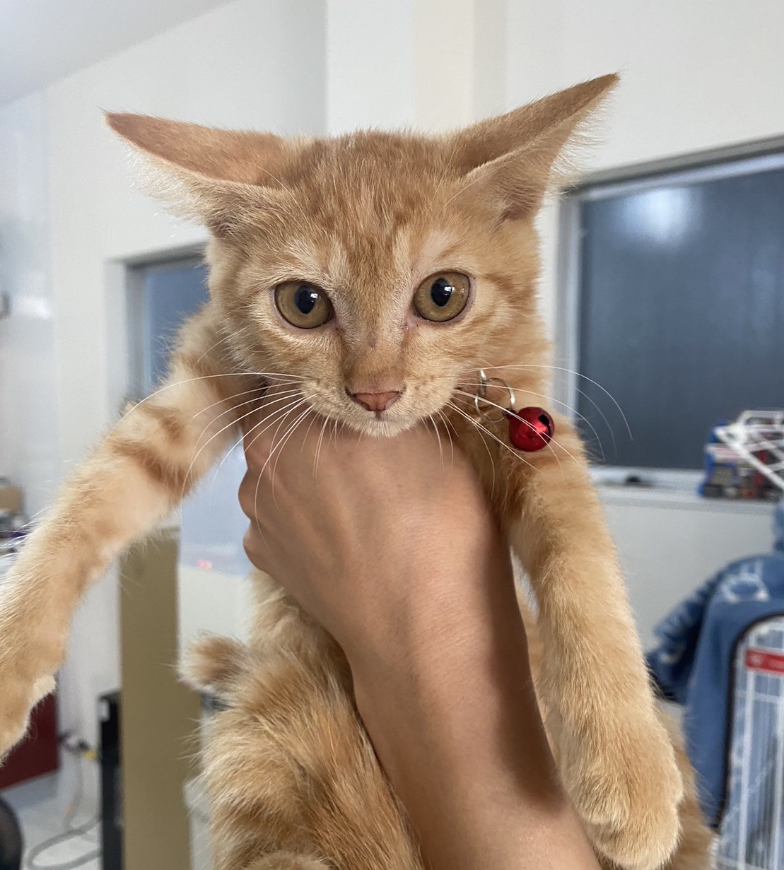 【譲渡決定】ドリーム：三兄妹で保護された茶トラの女の子