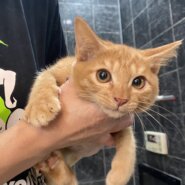 【譲渡決定】ジャンボ：三兄妹で保護された茶トラの男の子