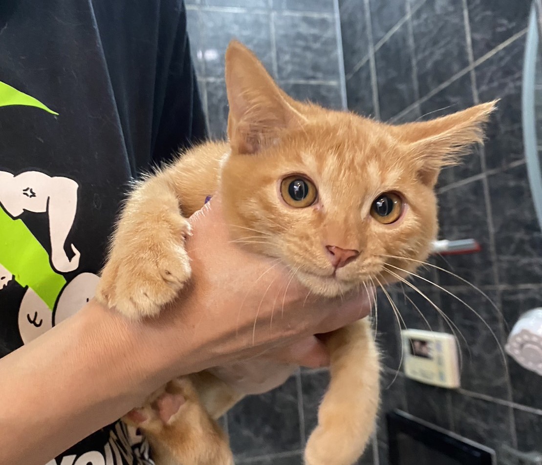 【譲渡決定】ジャンボ：三兄妹で保護された茶トラの男の子