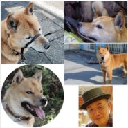 北海道犬、お譲りいたします