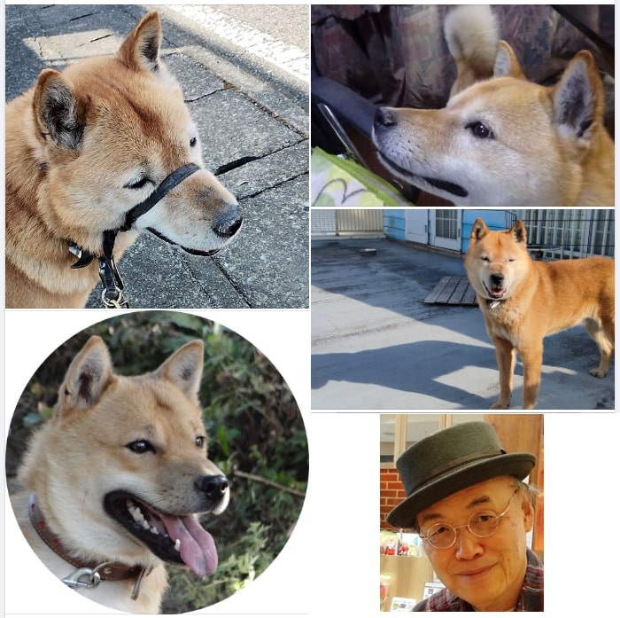 北海道犬、お譲りいたします