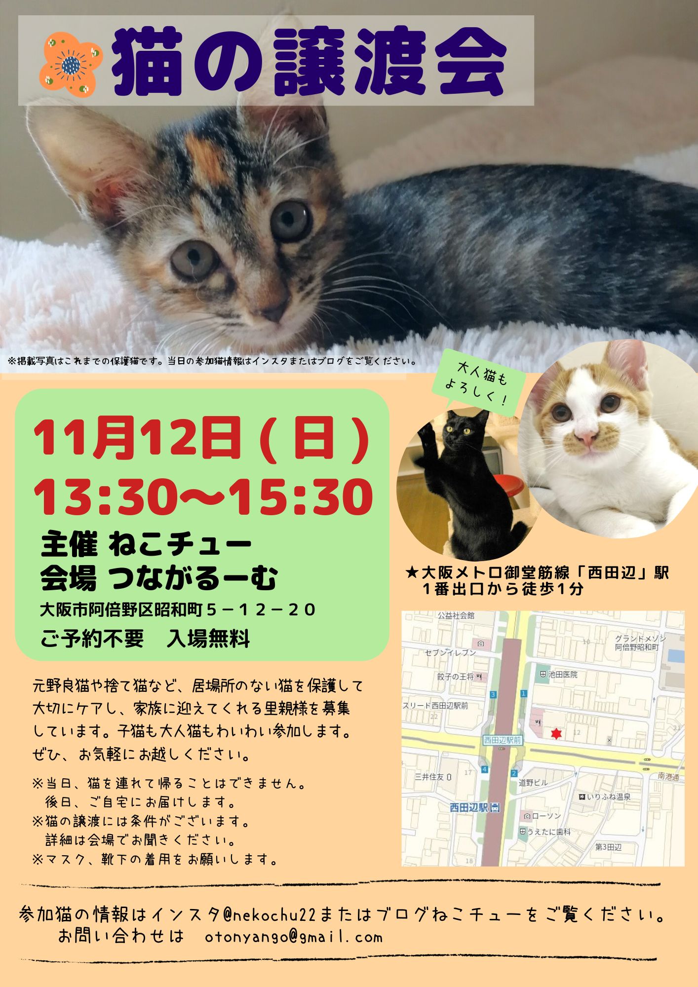 ねこチュー第21回猫の譲渡会