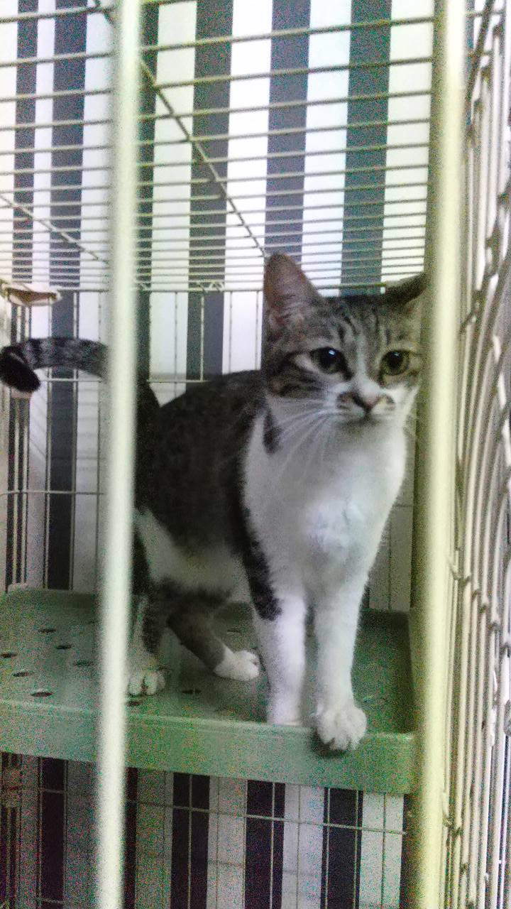 はるな嬢。無邪気な愛敬むすめ。