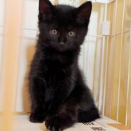 母猫とはぐれた子猫　新しい家族大募集