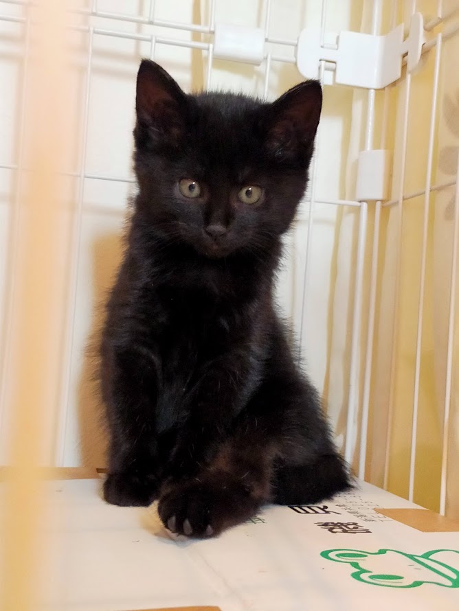 母猫とはぐれた子猫　新しい家族大募集