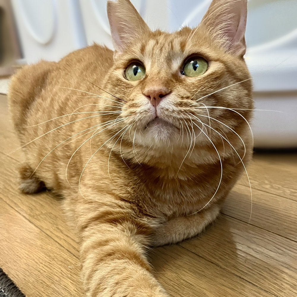 ６キロ越え！どっしりボディの美形茶トラ『おはぎ』