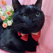 でかっ！まるで黒豹のような大型猫『ばつ丸』