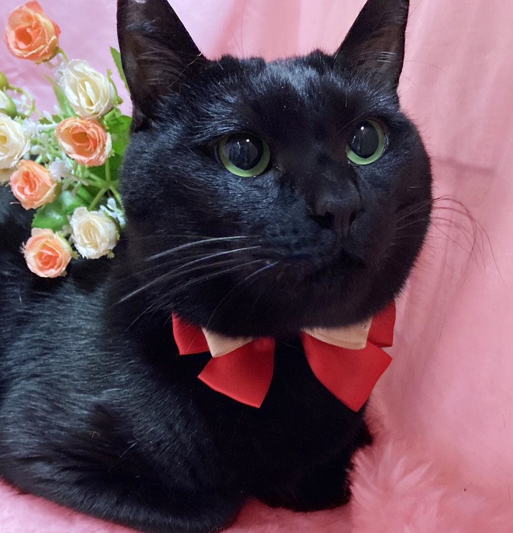 でかっ！まるで黒豹のような大型猫『ばつ丸』