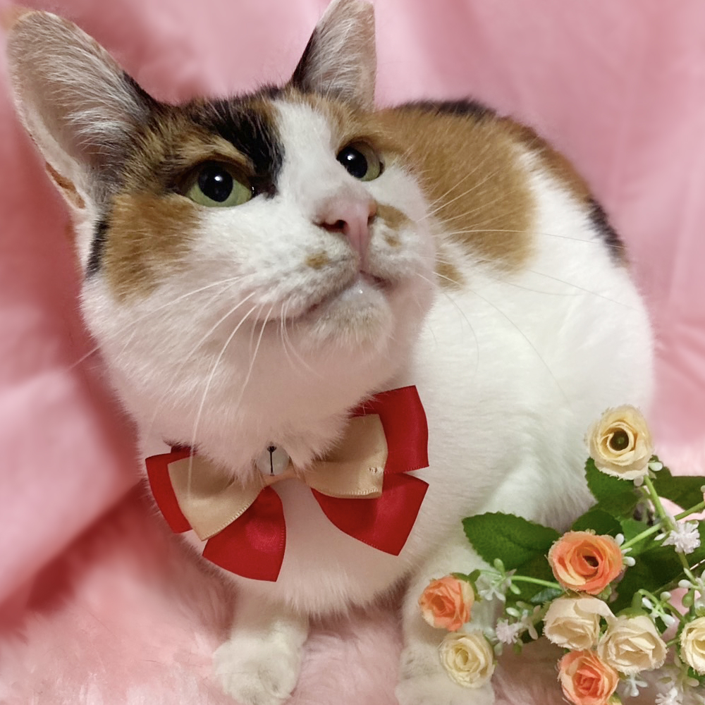 くっきり和風三毛！ユニークな『ウメちゃん』