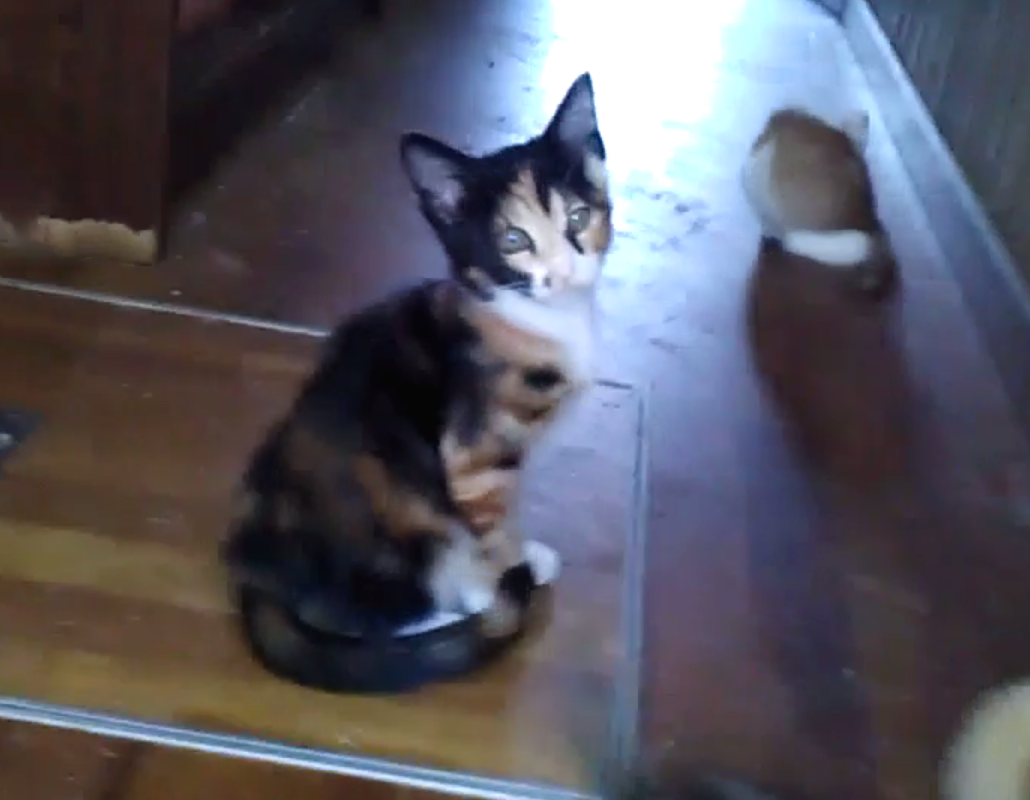 小悪魔みたいなチャーミングな三毛猫ちゃん