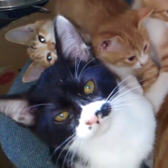 親切で面倒見の良い白黒くん