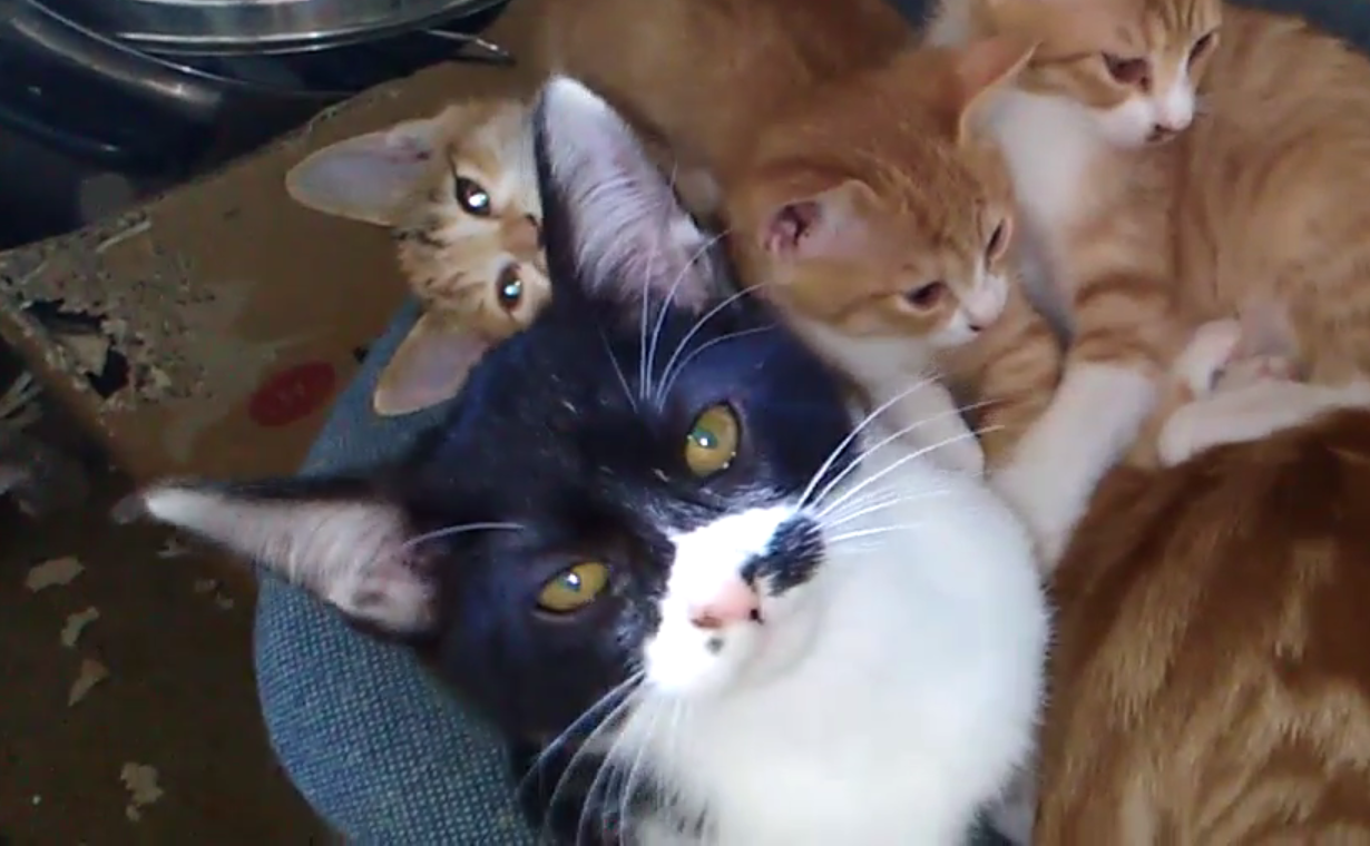 親切で面倒見の良い白黒くん