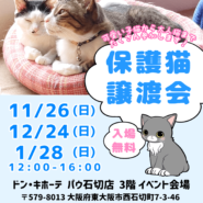 ねこの譲渡会