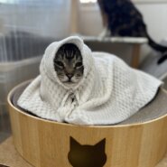 大きな体の甘えん坊なキジトラくん