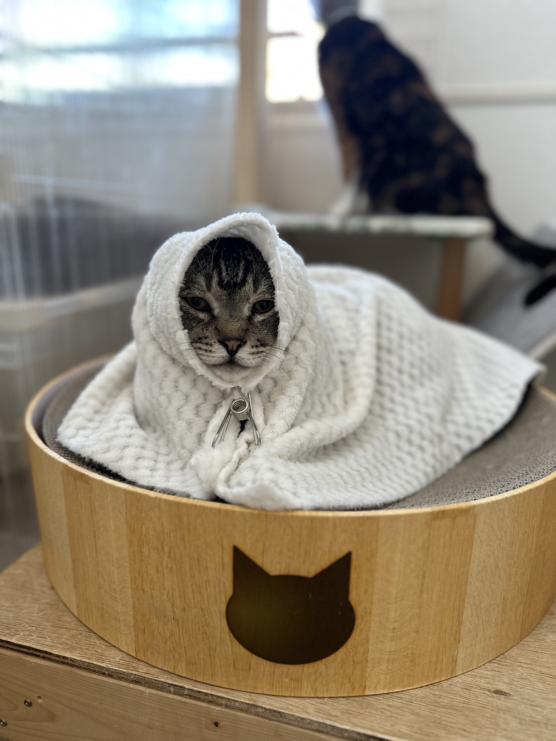 大きな体の甘えん坊なキジトラくん