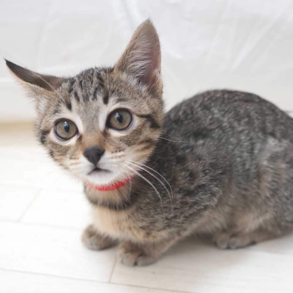 子猫3兄妹の内のキジトラの女の子