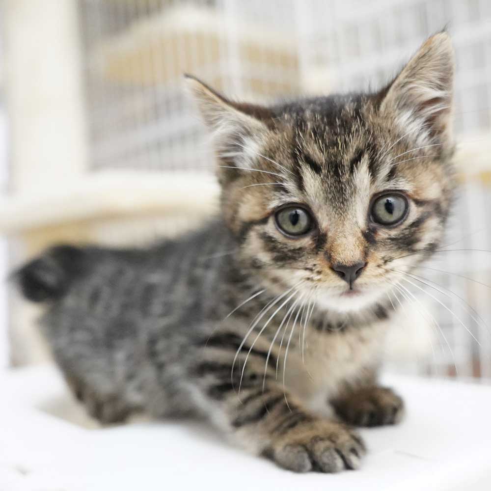 3兄妹の①キジトラの女の子