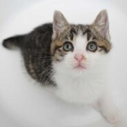 3兄妹の②キジ白の女の子（首の後ろ白あり）