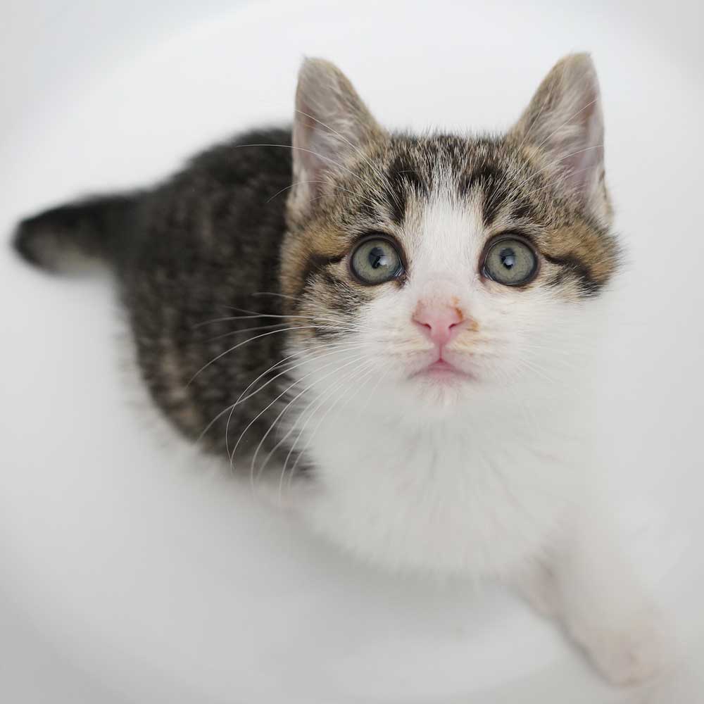 3兄妹の②キジ白の女の子（首の後ろ白あり）