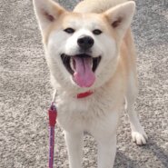 香川県【保健所レスキュー】秋田犬風の あられちゃん