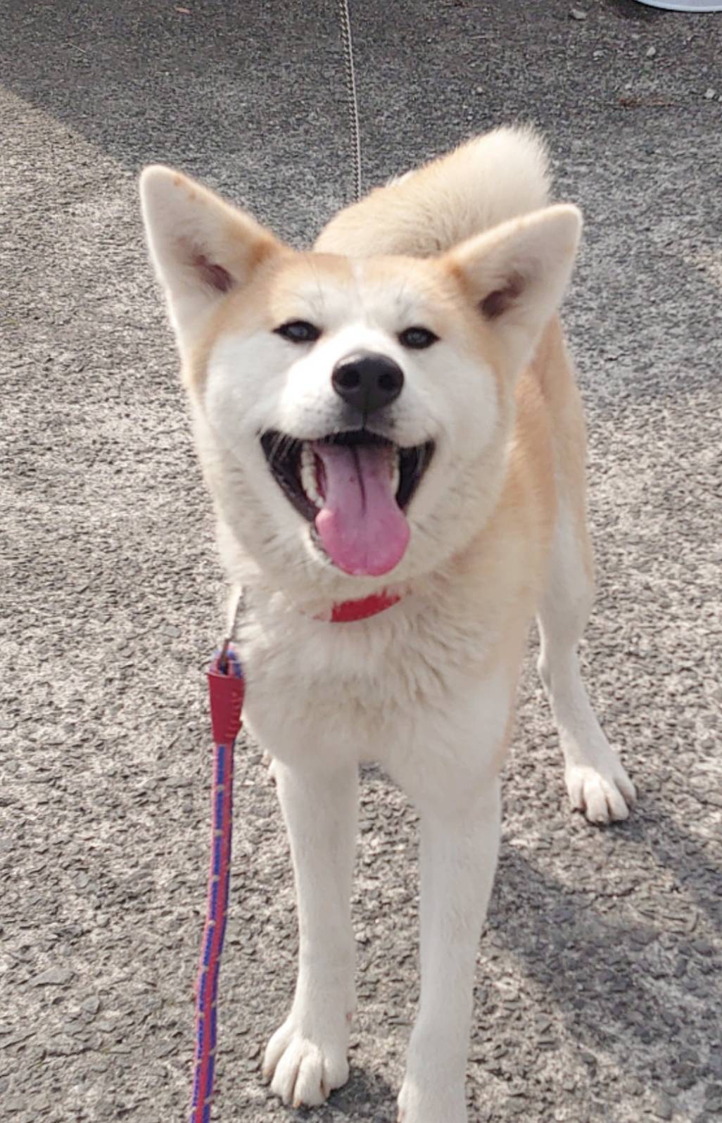 香川県【保健所レスキュー】秋田犬風の あられちゃん