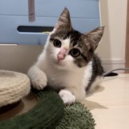 香川県【一般レスキュー】甘えん坊の福くん