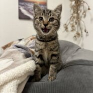 香川県【一般レスキュー】元気なクッキーちゃん