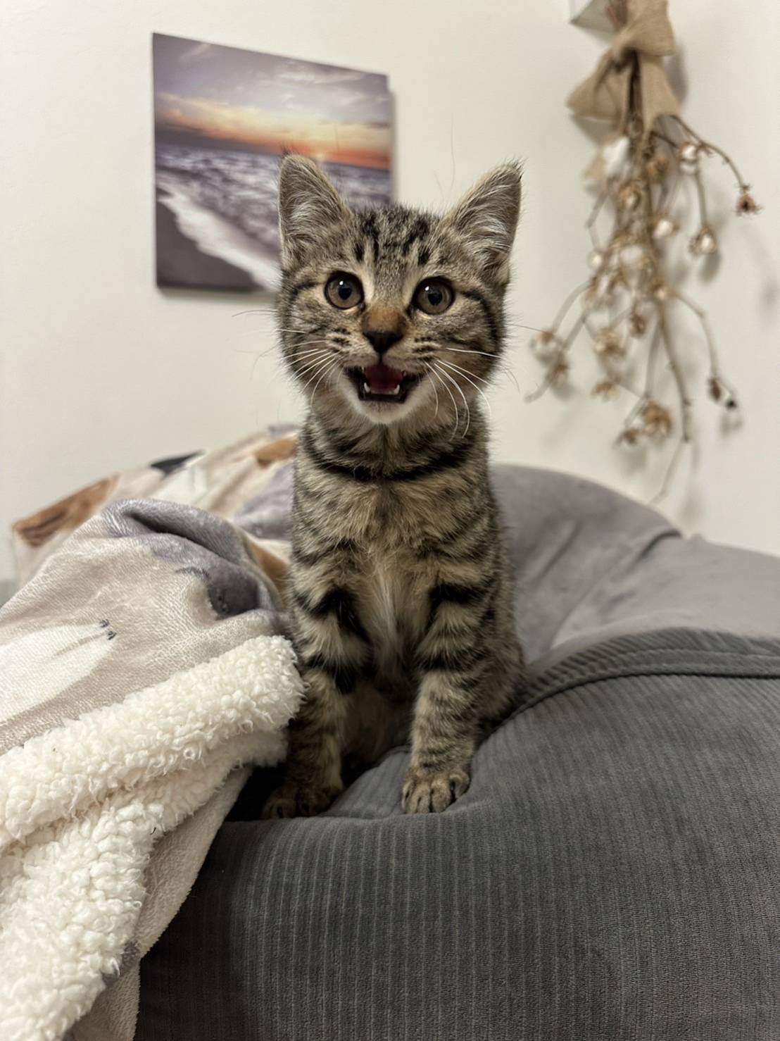 香川県【一般レスキュー】元気なクッキーちゃん