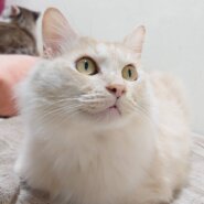 香川県【保健所レスキュー】優しい色合いのゴーフルくん