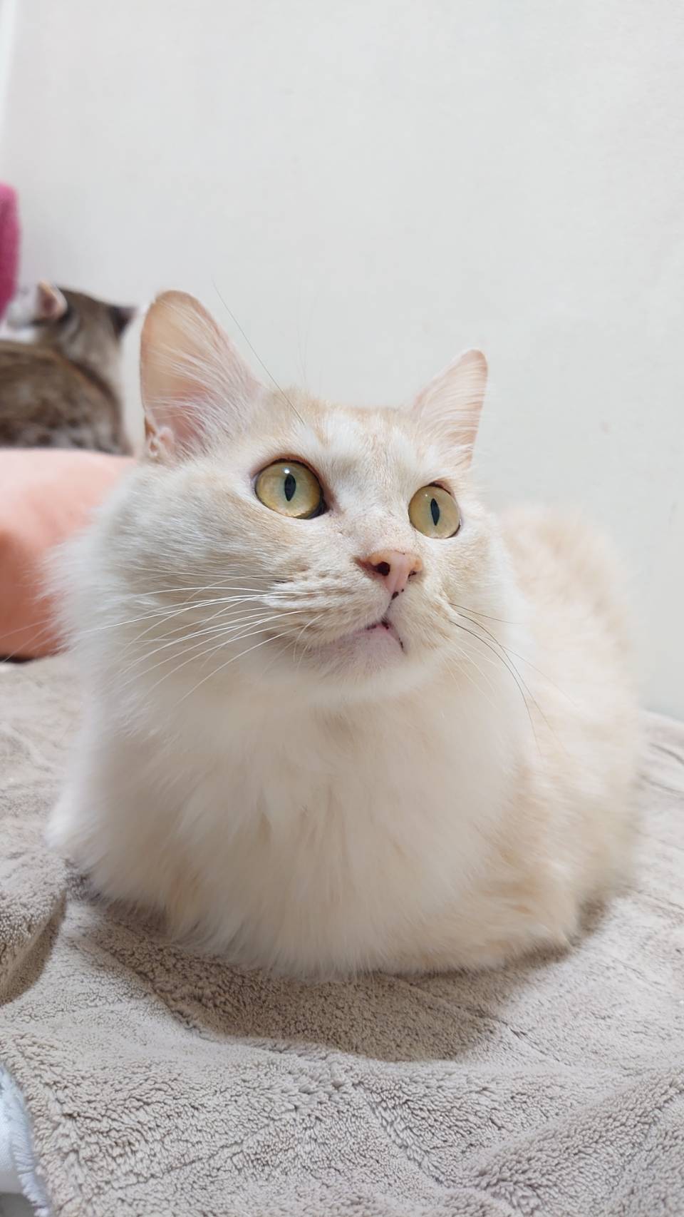 香川県【保健所レスキュー】優しい色合いのゴーフルくん