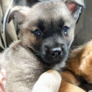 香川県【代理投稿】アクティブなようかんくん