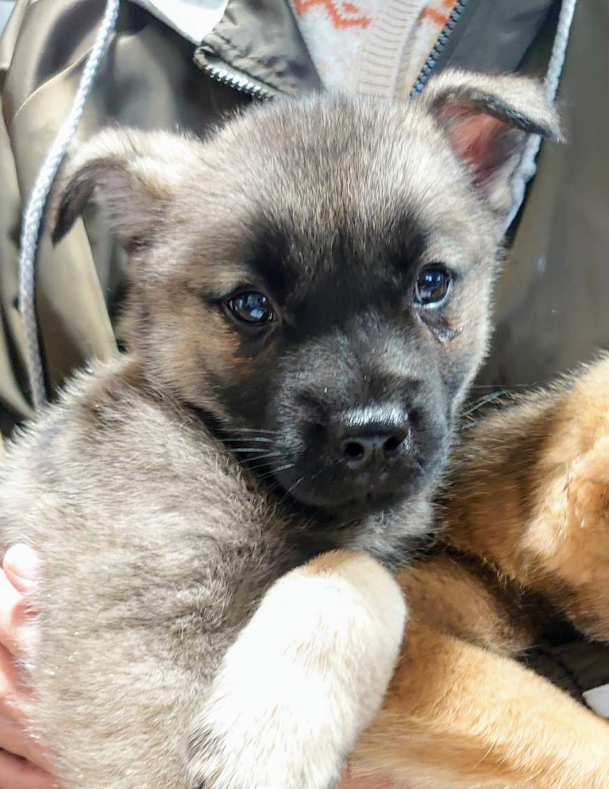 香川県【代理投稿】アクティブなようかんくん