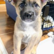 香川県【代理投稿】マイペースなあずきちゃん