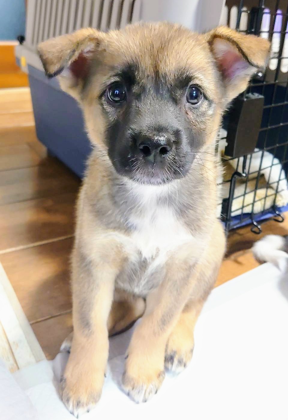 香川県【代理投稿】マイペースなあずきちゃん