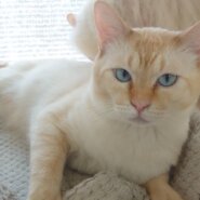 香川県【保健所レスキュー】優しい色合いのシブーストくん